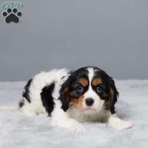 Nova, Cavalier King Charles Spaniel Puppy